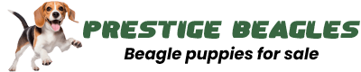 Prestige Beagles